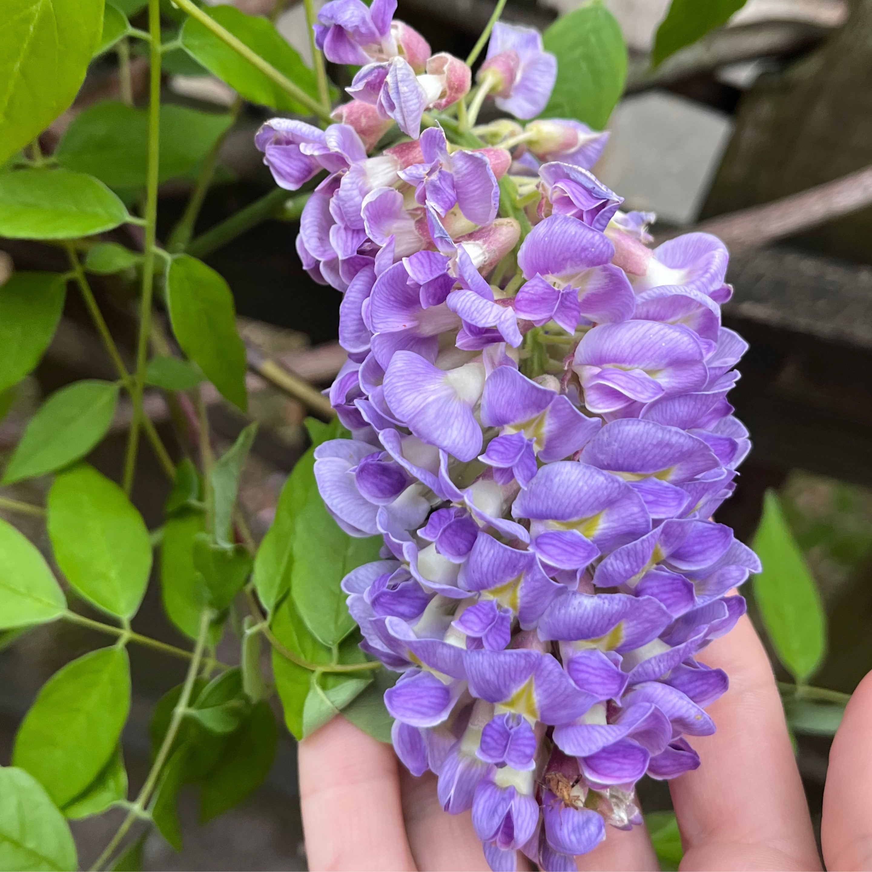 wisteria-frutescens-american-wisteria-vine-southern-branch-nursery