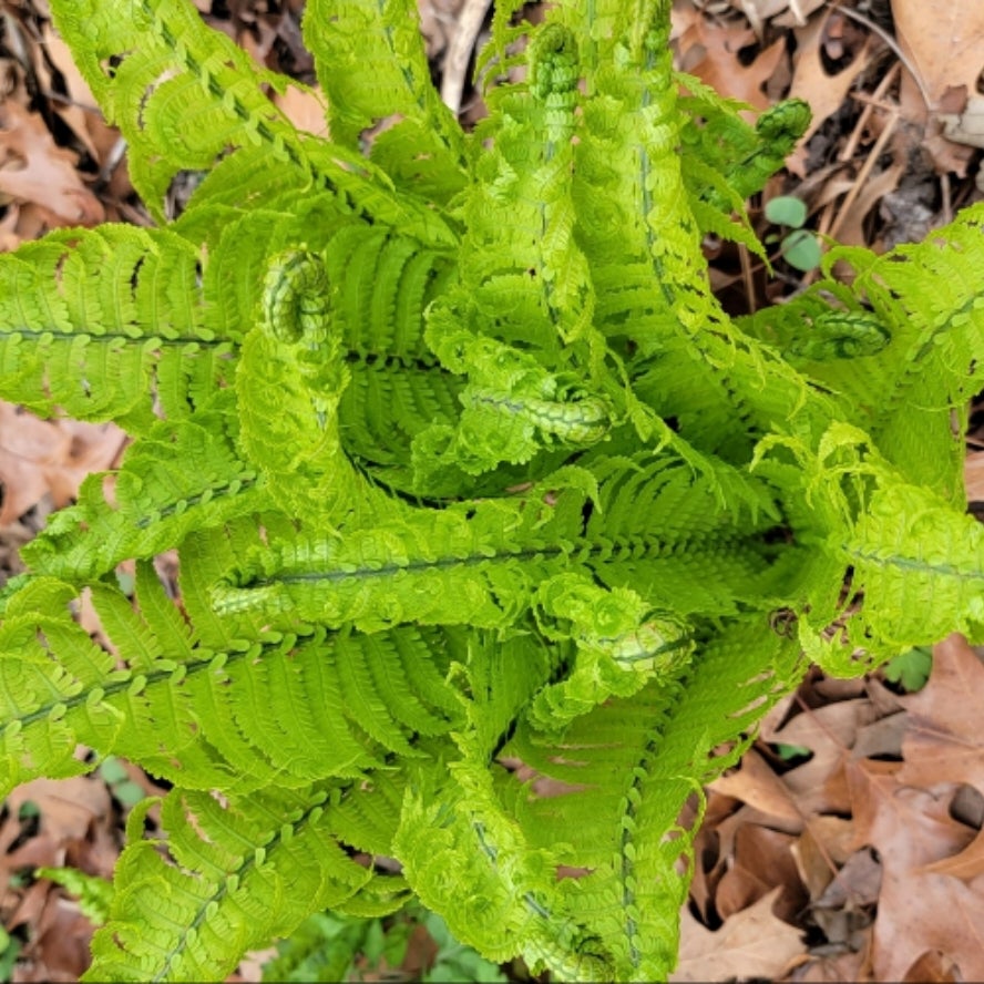 matteucia-struthiopteris-ostrich-fern-southern-branch-nursery